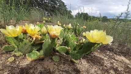 Українська Мексика: у лісі на Херсонщині розцвіла галявина з кактусами (відео)