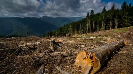 Суд конфисковал два вагона с лесом, которые "застряли" в Закарпатской области