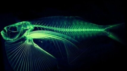 Американский ученый отсканирует все виды рыб