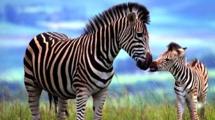 Ученые узнали, почему зебры полосатые