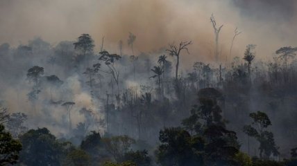 В лесах Амазонии стремительно распространяются пожары: активисты связывают это с действиями президента