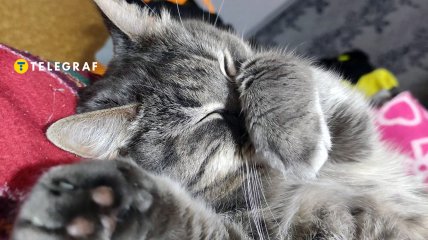 Если кот прикрыл нос лапкой - это к холодам