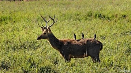 На Ровенщине браконьеры застрелили оленя 