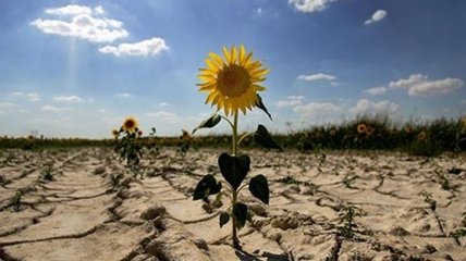 В Украине зафиксирована наибольшая за 10 лет засуха