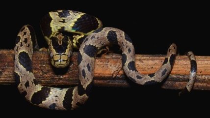 Ученые открыли пять новых видов змей