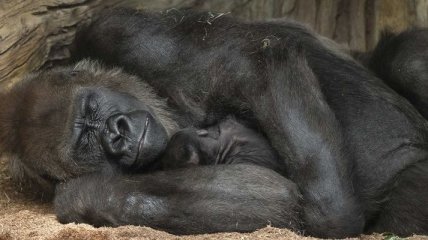 Люди оказались самыми малоспящими из приматов