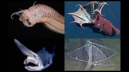 В глубинах океана живут невиданные существа