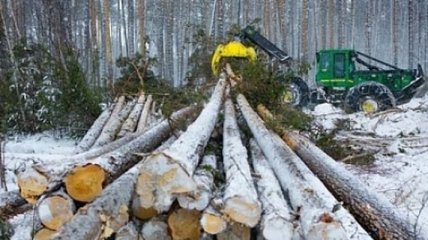 На Харьковщине мужчина умер от падения дерева, которое он спилил