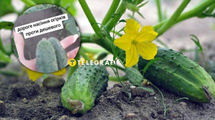 Деякі огірки дуже порадували городницю