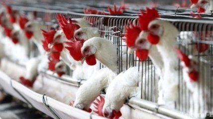 Правительство просит кредит на строительство птицефабрики