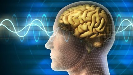 Оказывается, разные звуки контролируются разными отделами мозга