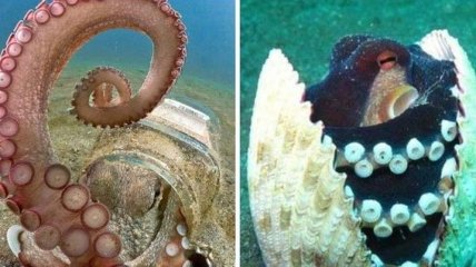 Волшебство подводного мира: красочное разнообразие осьминогов (Фото)