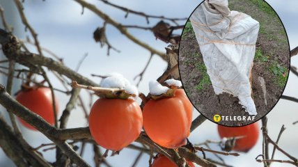 В Україні хурму треба готувати до зимівлі