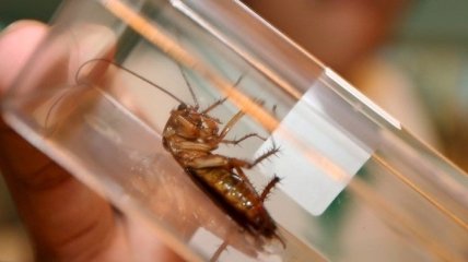 Нашествие тараканов в Неаполе может угрожать горожанам эпидемиями