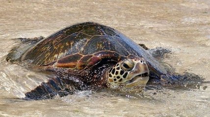 Массовая гибелью морских черепах в Мексике