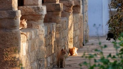 Невероятный Кипр: кошачий монастырь Святого Николая (Фото)