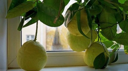 Як виростити лимон з кісточки