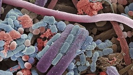 Ученые исследовали эволюцию бактерий полости рта