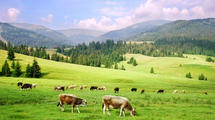 Україна стрімко втрачає поголів'я корів