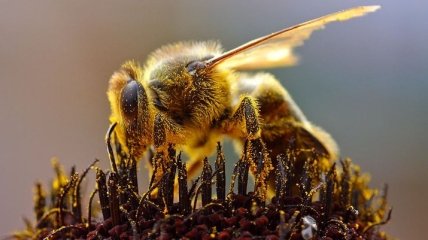 В Америке стали массово вымирать пчелы 