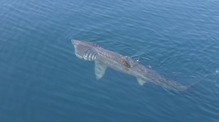 Гигантская акула