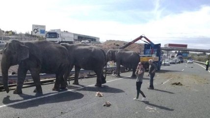 В Испании слоны попали в ДТП: один погиб