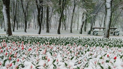 Снежный плен охватил Кировоградскую область