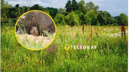 Животное живет на целинных участках