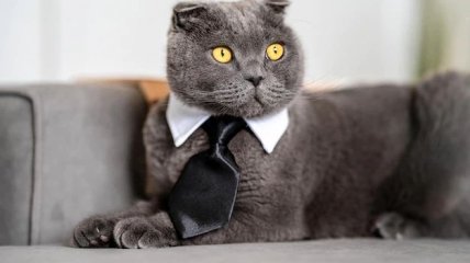 Яких знаків Зодіаку супроводжуватиме успіх у бізнесі у листопаді 2022 року