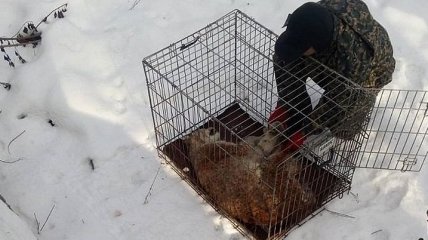 В Житомирской области бродила раненая рысь