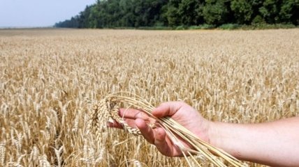 В Украине уже намолотили почти 2 млн тонн зерна нового урожая