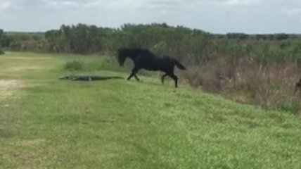 Видеохит: В США дикая лошадь атаковала аллигатора (Видео)