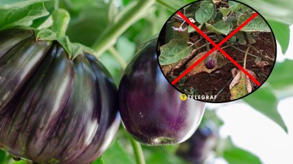 Баклажаны каких сортов не болеют и не увядают