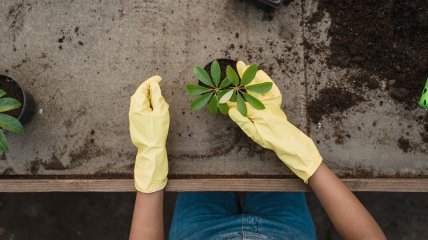 Необов’язково використовувати хімічні добрива