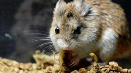 Ученые побороли ожирение у мышей, удалив всего лишь один фермент