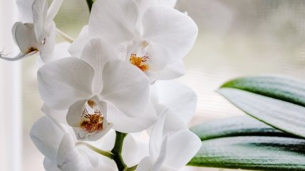 Орхидея красиво зацветет