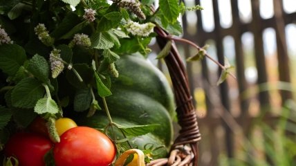 Овощи в Украине дешевеют из-за сезонности