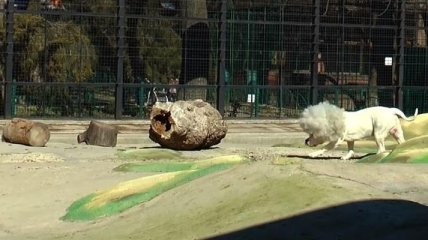 С 1 апреля: директор Одесского зоопарка показал "гренландского льва" (Видео)