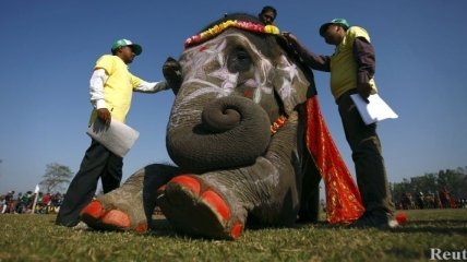 Традиционный конкурс красоты для слонов прошел в Непале