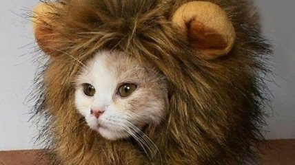 "Чего уставился, я злобный зверь": забавные котики, которые возомнили себя львами