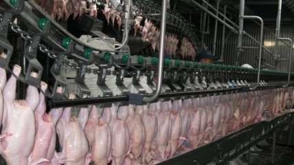 Украиной экспортировано в Евросоюз около 6,5 тыс. т курятины