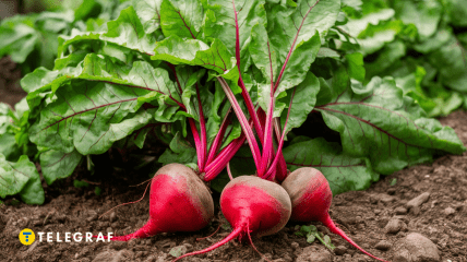 Когда лучше посадить свеклу