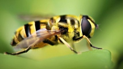 Агрессивные пчелы нападали на прохожих 