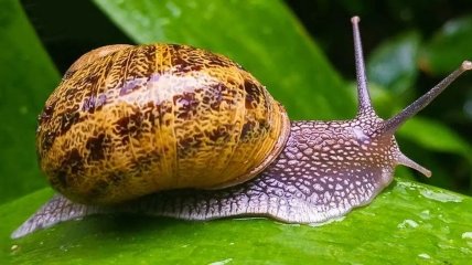 Як позбутися равликів на своїй ділянці — лайфхакі