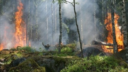 Так намного быстрее: ИИ научился быстро определять лесные пожары