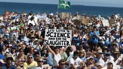 Свыше 6 тысяч человек протестуют в Австралии против убийства акул
