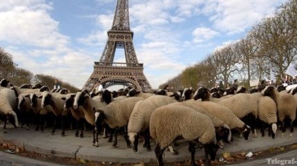 Овцы будут поддерживать аккуратный вид лужаек в Париже