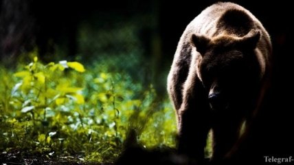 В Хабаровском крае обнаружили тела охотника и медведя, погибших в схватке