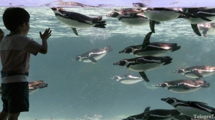Всемирная конференция по пингвинам открывается в Великобритании