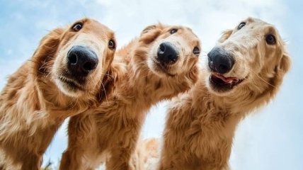 Самые красивые мокрые носики: победители конкурса собачьих снимков (Фото)